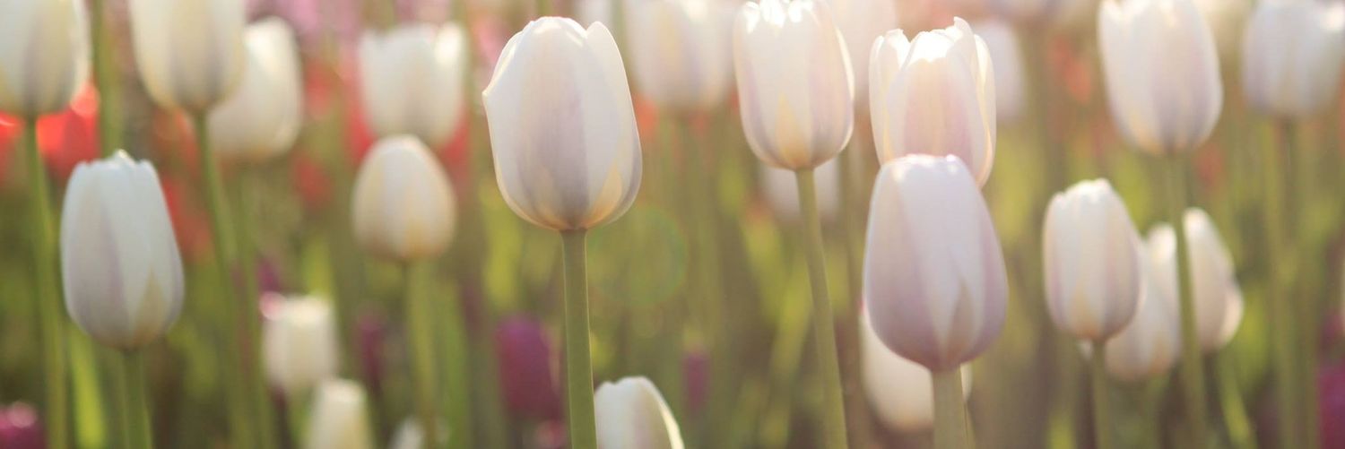nicoleebones's profile banner image