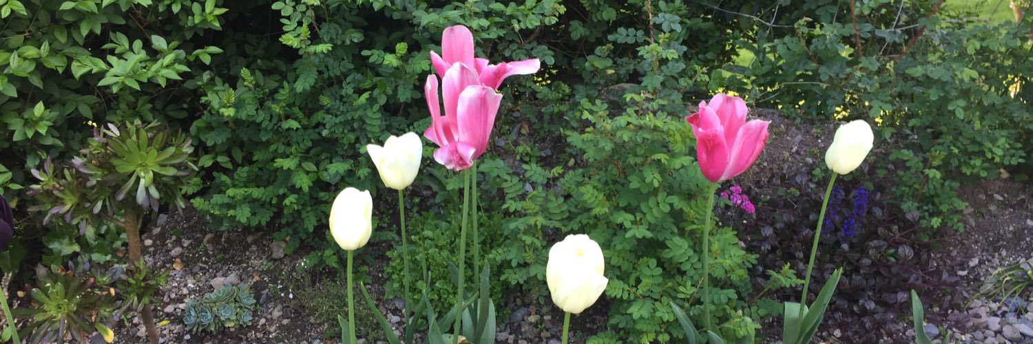 Elle Contessa banner