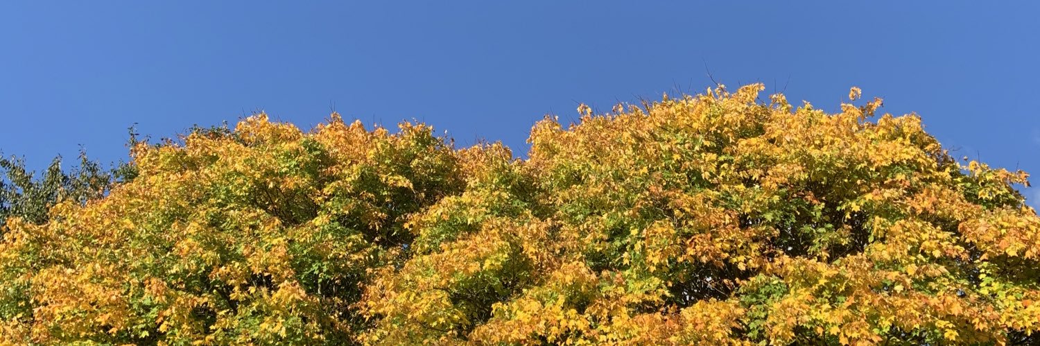 zsftx's profile banner image