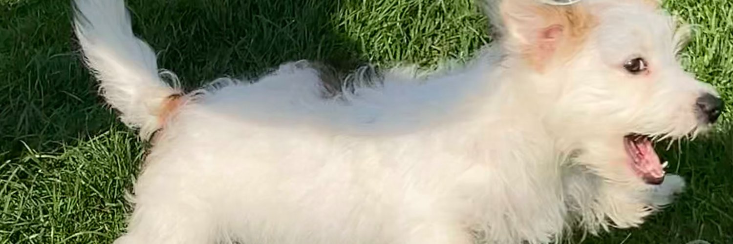 KellyJYoung's profile banner image