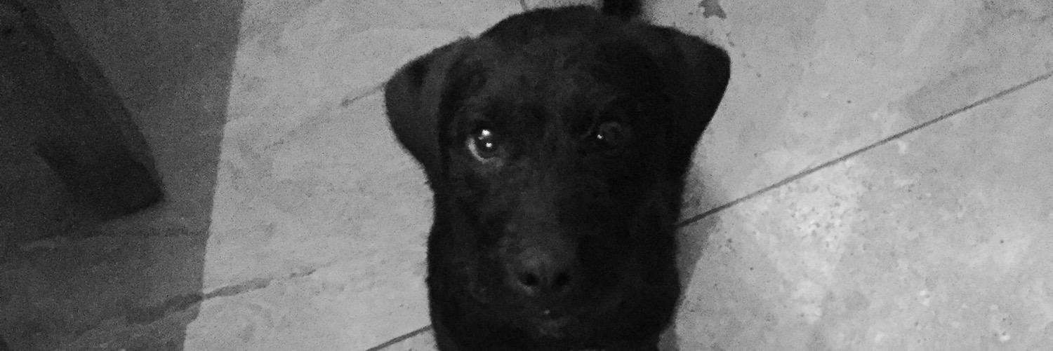 James Svedberg banner