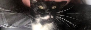 lilyrocks's profile banner image