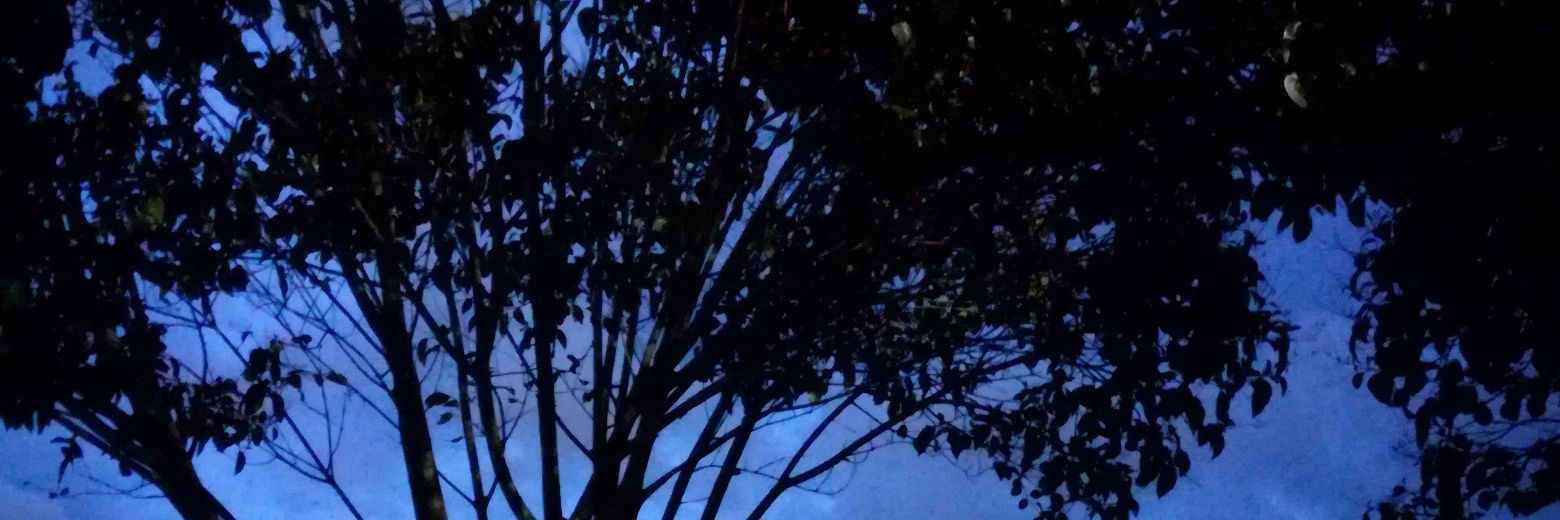 FERnandaJJ's profile banner image