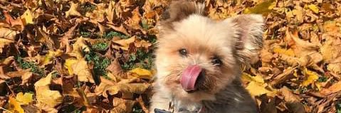 breemydude's profile banner image