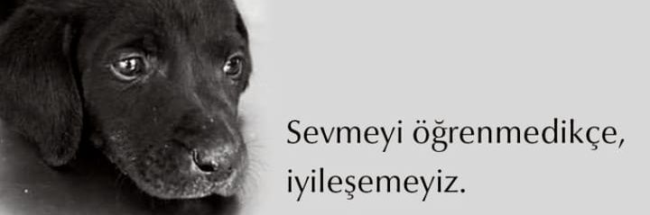 besimerdogan's profile banner image