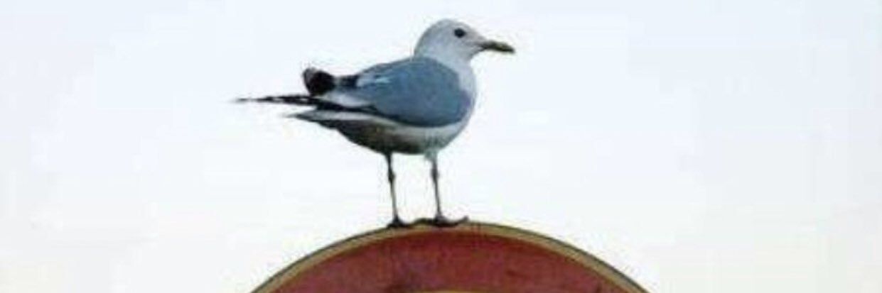 mlhbbr's profile banner image