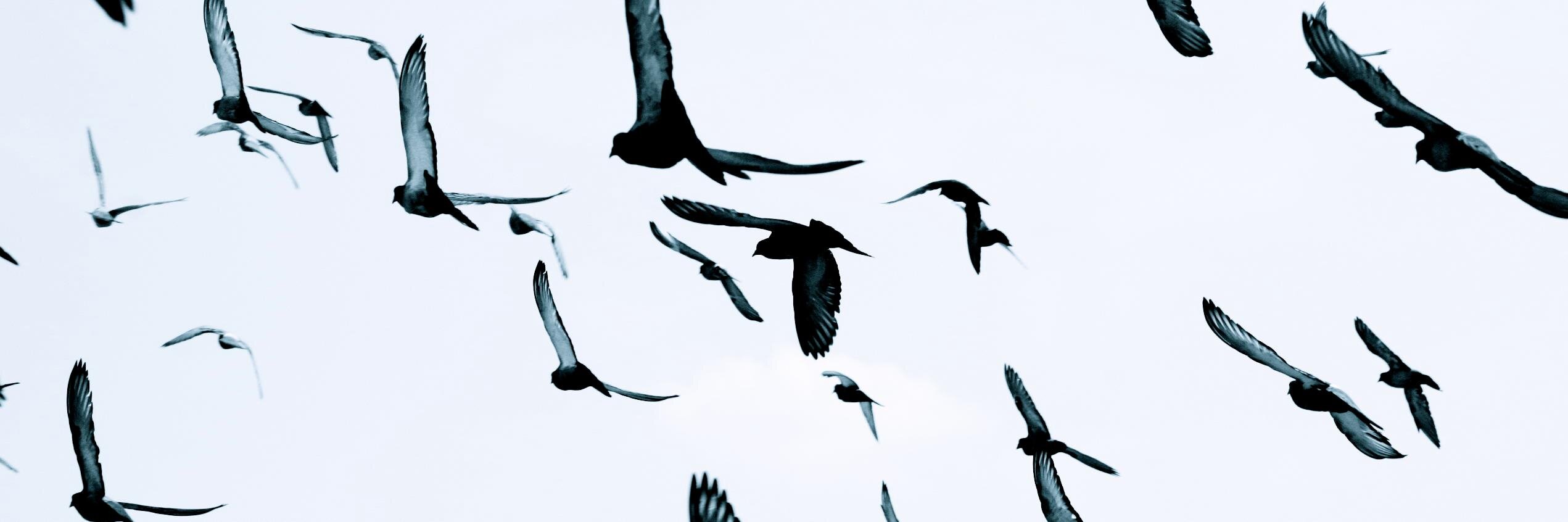 BrianPigeon's profile banner image