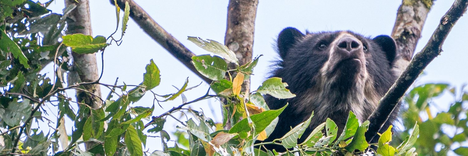 Ben Meghreblian banner