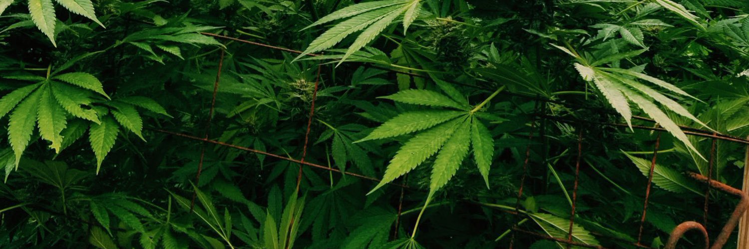 🌱ѕωєєт ℓ є є ƒ🌱's banner