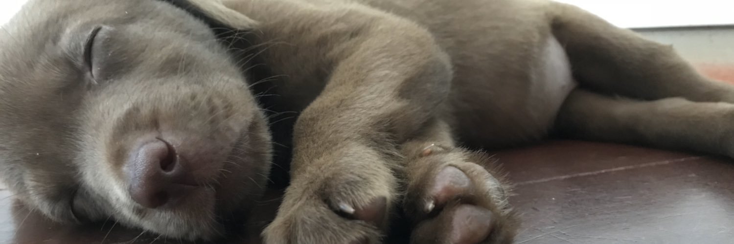 lucfeijo's profile banner image