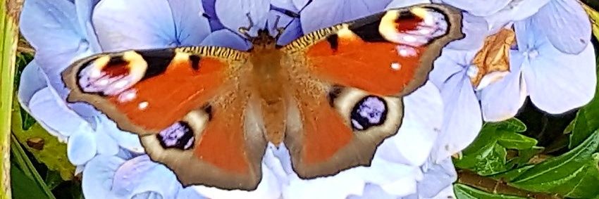 ●karen ebden banner