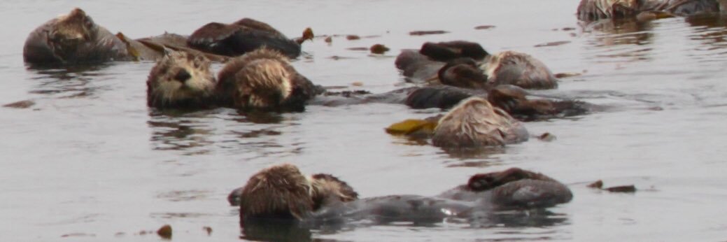 Meah Bottoms 🇺🇦🇺🇦🇺🇦 banner