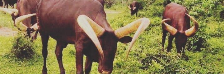MugaboCastro's profile banner image