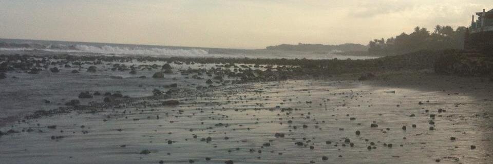 Woolly thoctar banner