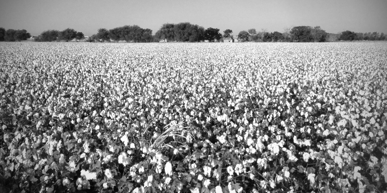 🌵Rob Ŧ🌵 banner