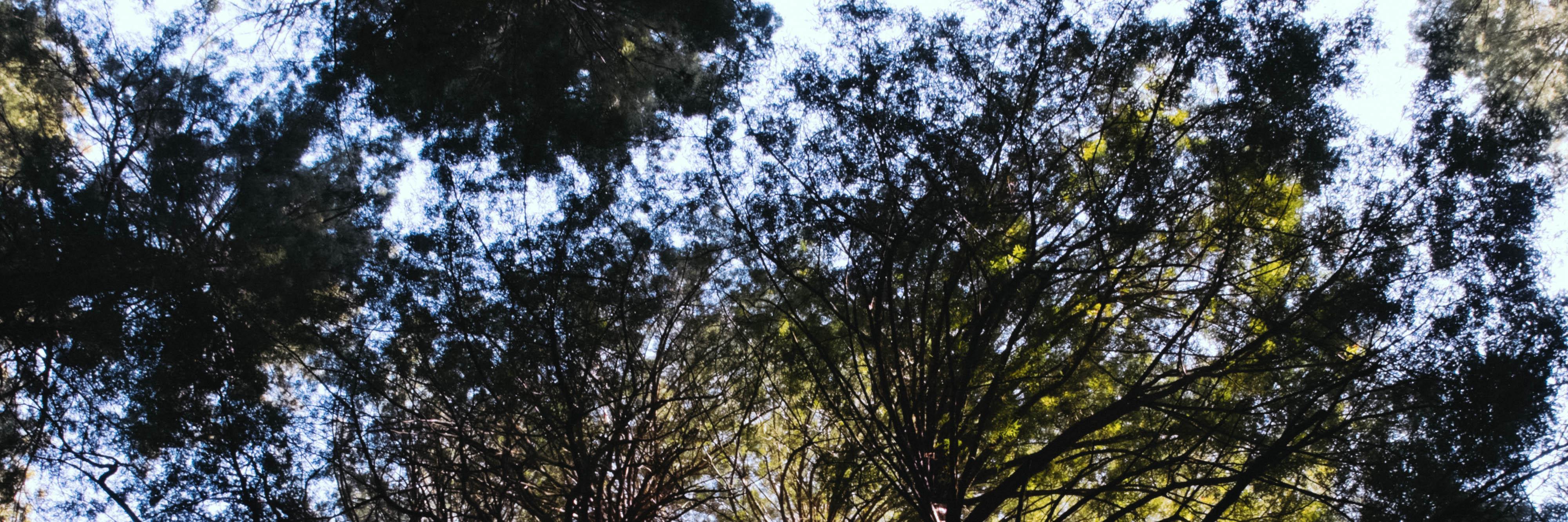 Mark Cartwright banner