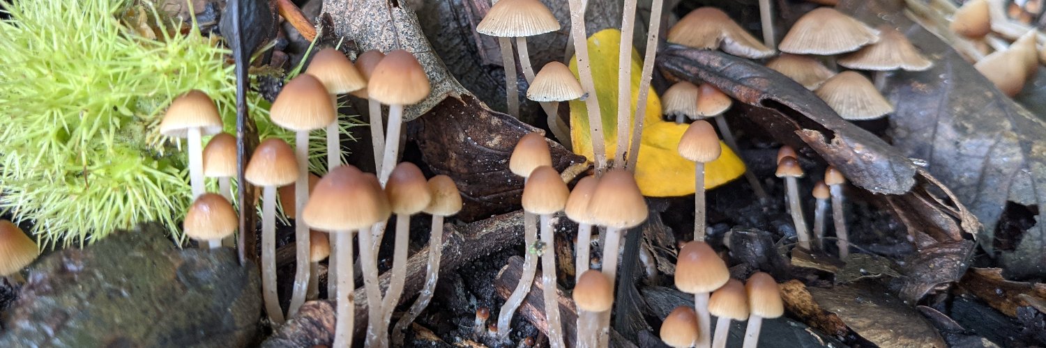 Hannah Hulbert ✍️ banner