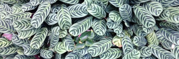 alexengelen Profile Banner