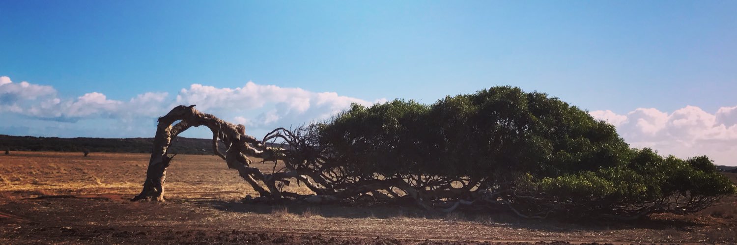 Crystal McKinnon 🇵🇸 banner