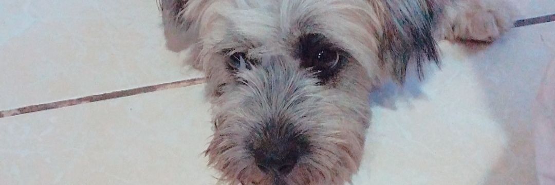 mariemedinas's profile banner image