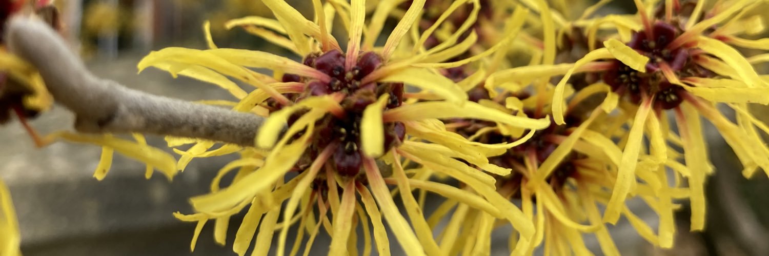 Garden Thyme Ltd banner