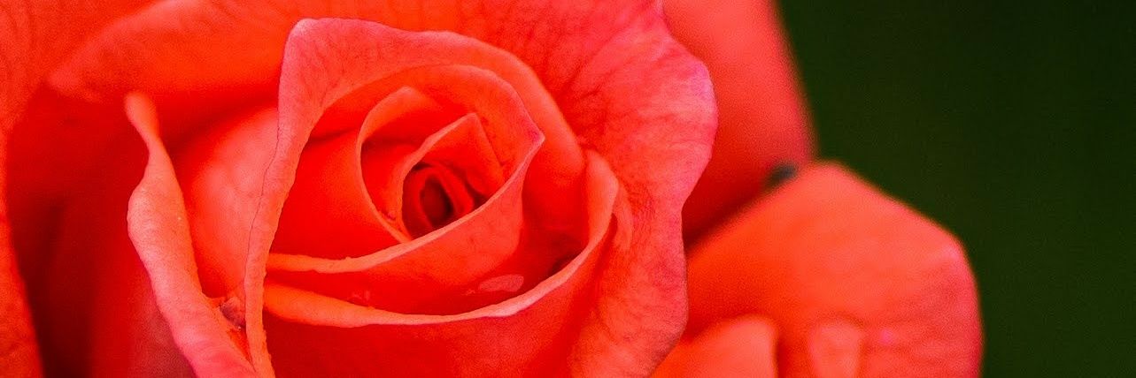 Lady Melissa L Hayden banner