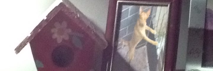 rosanaperfeito's profile banner image