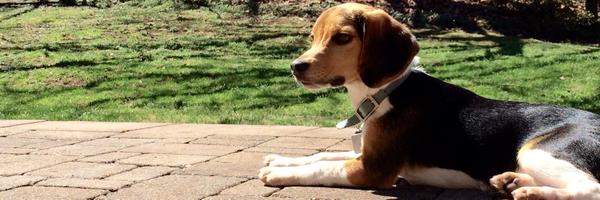 HaileyCobb Profile Banner