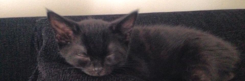 Stooeyuk's profile banner image