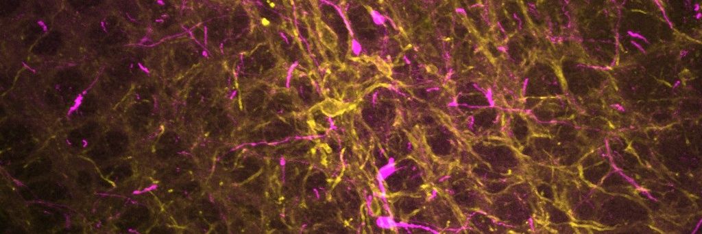 Simon McMullan banner