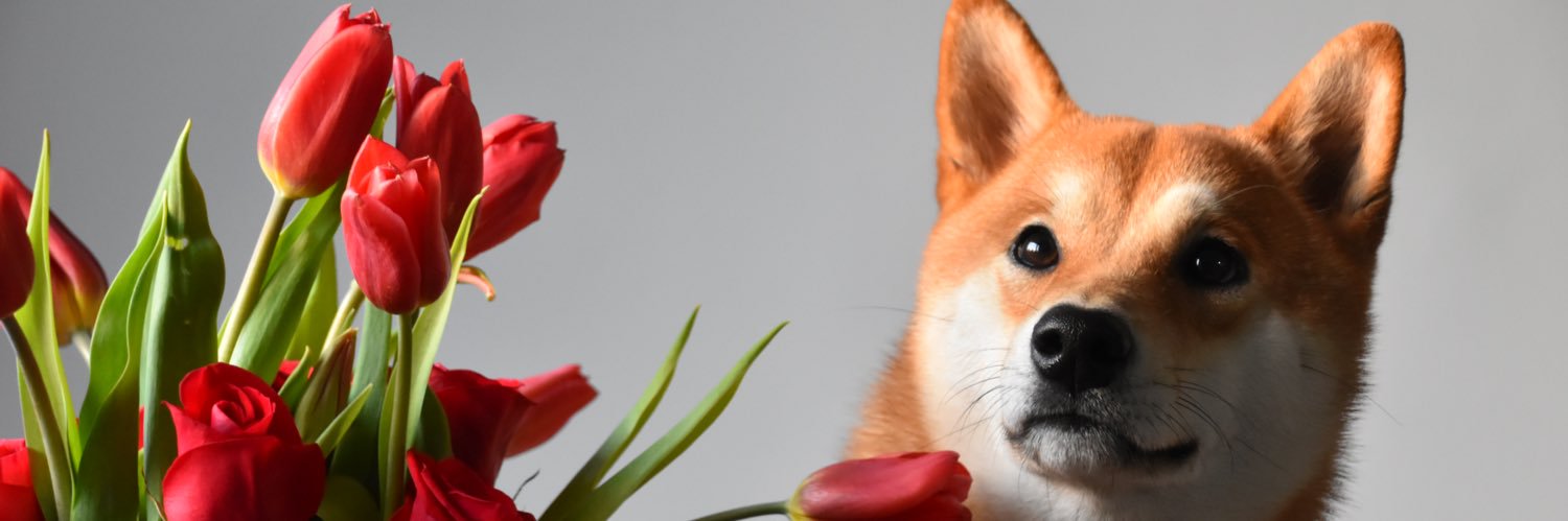 Yolandaalg's profile banner image
