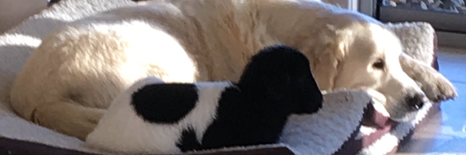 Annmarie Faulkner banner