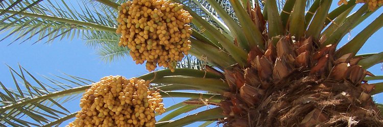 Date_Research's profile banner image