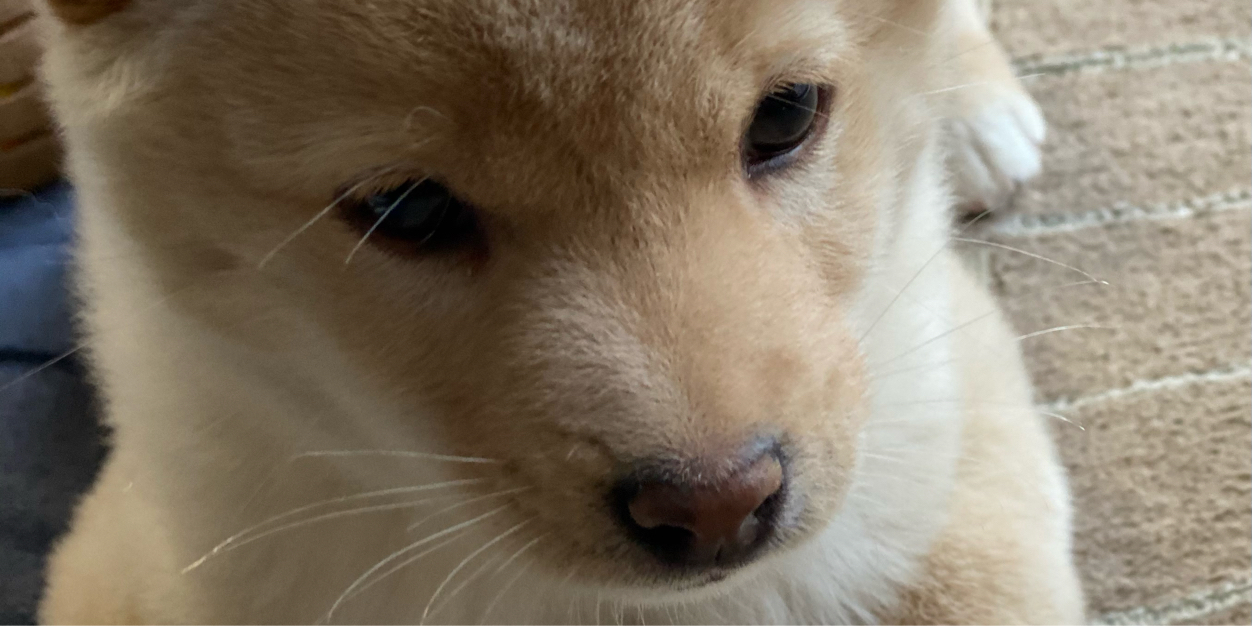 深谷こうすけ banner