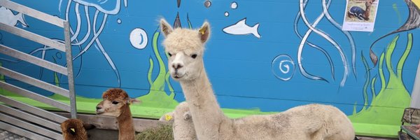 josmag Profile Banner