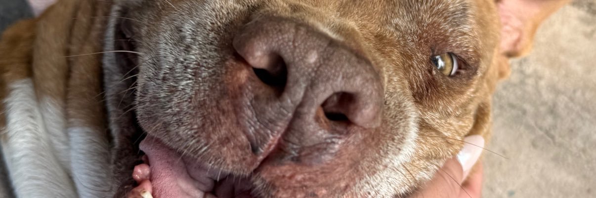 quirogajuu's profile banner image