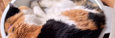 b_bellcat's profile banner image
