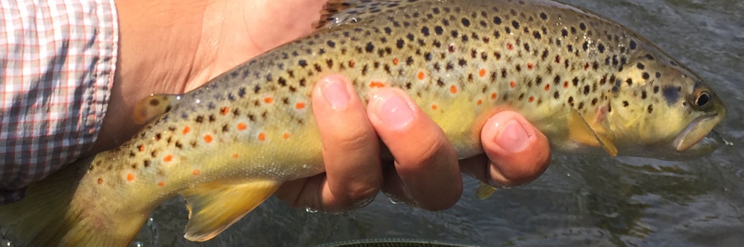 RandallGilberd's profile banner image