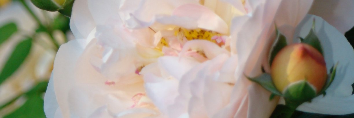 Georgiadee's profile banner image