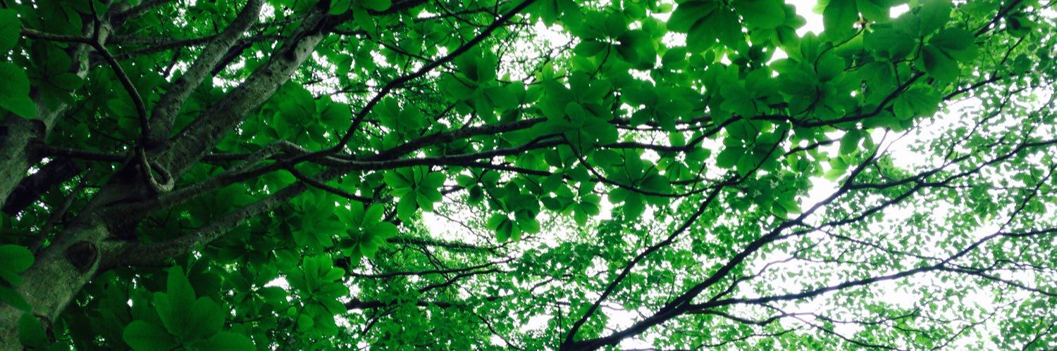 ナマケモノの太極拳 banner