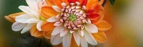 divjan09's profile banner image