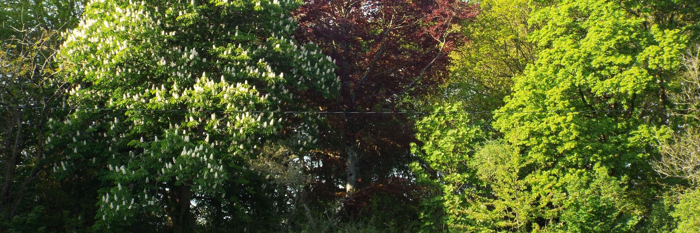 David Lea-Wilson MBE banner