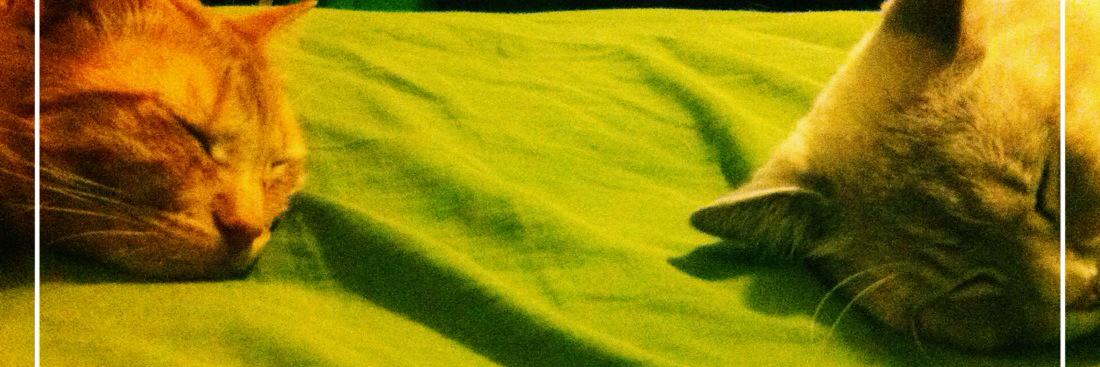 daniela llaque banner