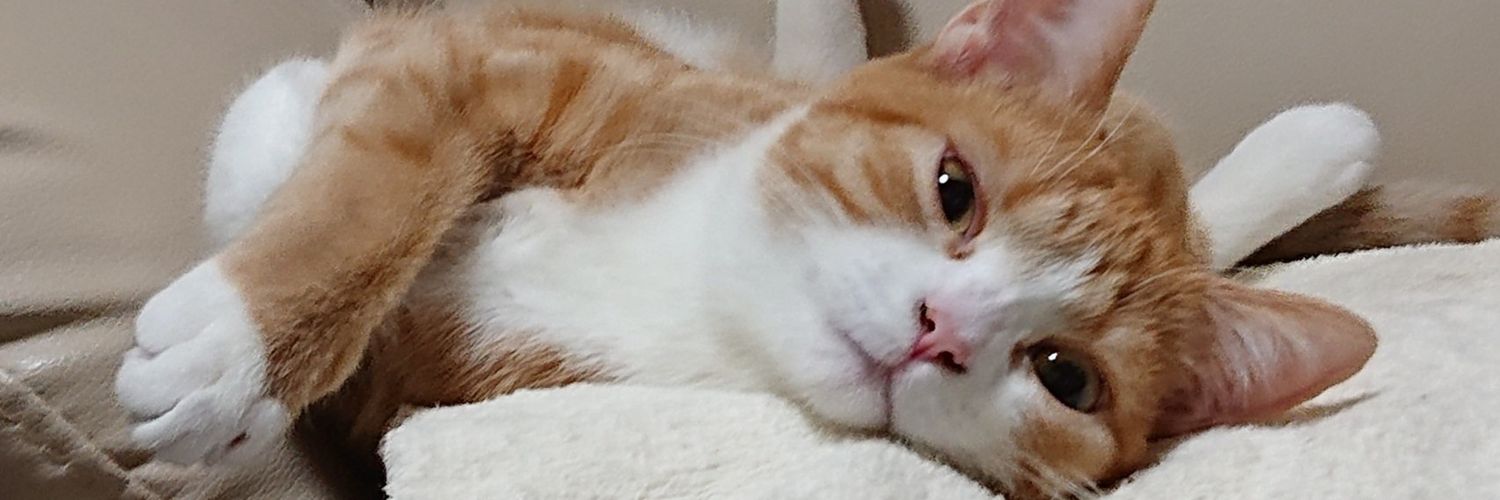 SHANIA_cat's profile banner image