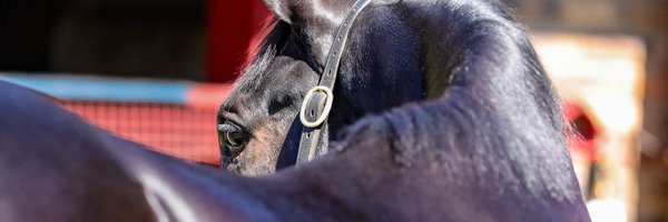 BloodstockSA1 Profile Banner