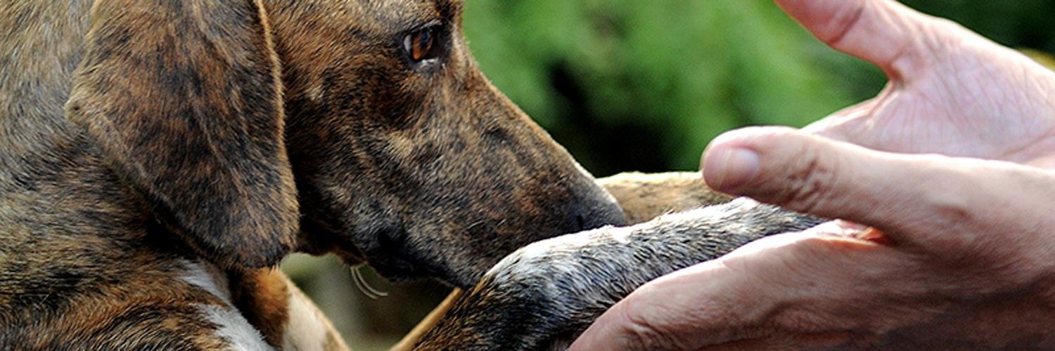 pgspca's profile banner image