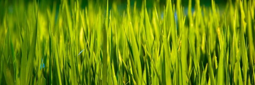 Babelfish banner