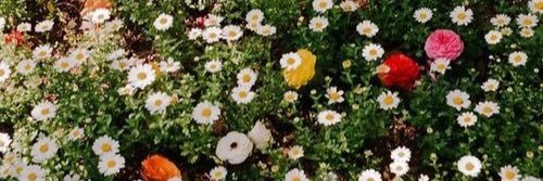 allisonamandar's profile banner image