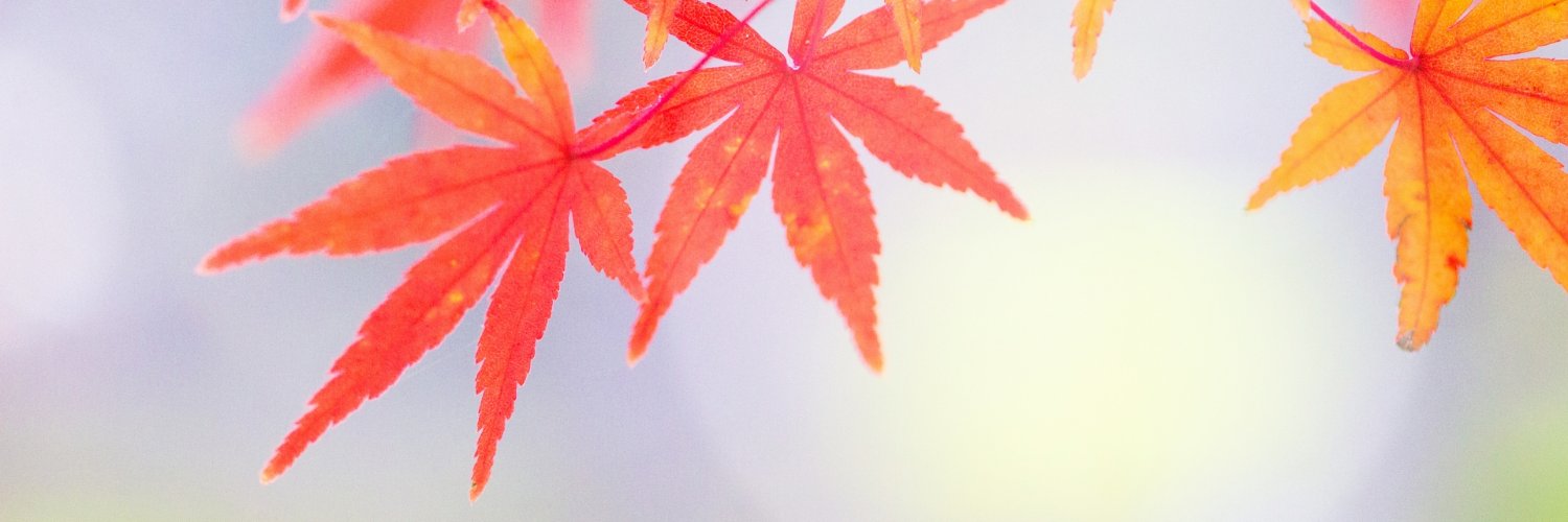 Maple_Asamiya's profile banner image