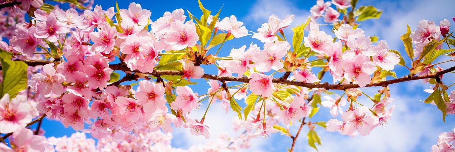 angSchoonbeek's profile banner image